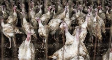 MN Farmers Warned To Prepare For Deadly Avian Influenza