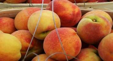 Alabama Peach Season to Blossom or Bust?