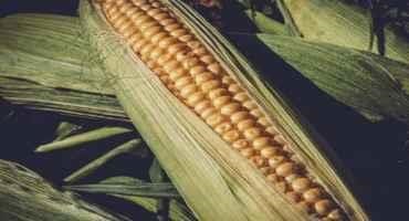 New Research Shows how Dicamba could be Safely used in Sweet Corn