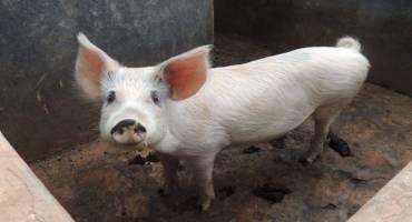 New Mapping Study of Rwanda Pig Value Chain Analyses Governance and Sanitary Risks