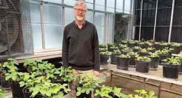 Gene Important in Soybean Protein Content found after 30-year Search