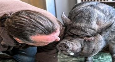 A Man In Upstate New York Is Fighting To Keep His Emotional Support Pig