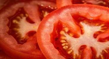 Research Suggest that SlIDI1 is Involved in Tomato Carotenoid Synthesis in a Complex Way