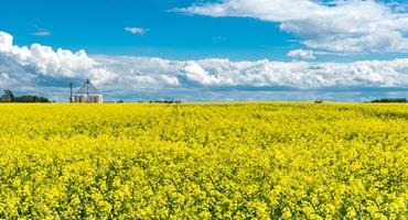 Tax credit available to Alta. canola farmers