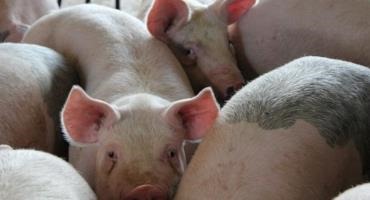 As African Swine Fever Plagues Other Countries, The U.S. Works To Keep It Out