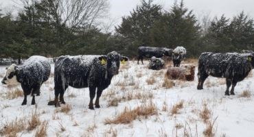 Cattle And Calf Inventories Drop In Arkansas