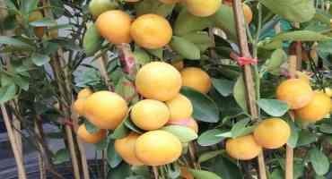 Disease Management Critical for Future of Citrus Industry