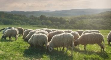 Husker Researcher Building Database to Help Farmers Breed Hardier Sheep