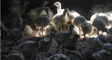 U.S. Bird Flu Case Puts Chicken, Turkey Farms On High Alert