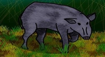 Feral Hog Numbers Decline After Successful Year for Elimination Partnership