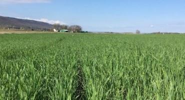 Cereal Rye Termination