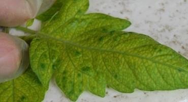 Using Leaf Tissue Analysis for High Tunnel Tomato Nutrient Management