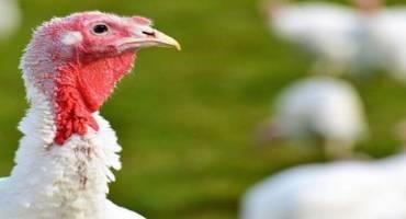 State Officials: Bird Flu Found at 4th Indiana Turkey Farm