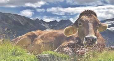 Grazing Technique that Mirrors Natural Patterns helps Protect Grasslands from Drought