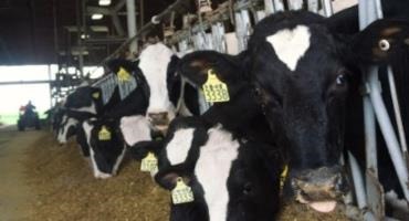 Research Roundup: Ketosis Combined with Low Milk Yield in Dairy Cows Linked With Future Reproductive Issues