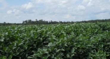 Soybeans are a Viable Crop Option in 2022