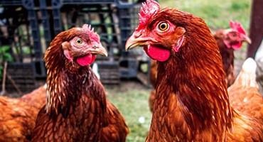 USDA Confirms Highly Pathogenic Avian Influenza in a Non-Commercial Backyard Flock (Non-Poultry) in Maine