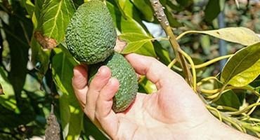 Fresh Avocado Imports from Mexico Resume
