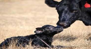 Calving Distribution Affects Herd Health