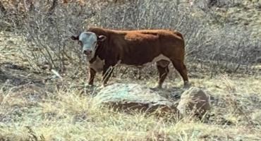 Center for Biological Diversity Supports Plans to Kill Feral Cattle