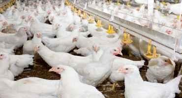 Getting Started in the Poultry Industry