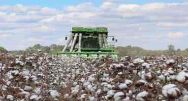 Cotton Crop Hangs in the Balance Amid Political Uncertainty, Production Disruptions