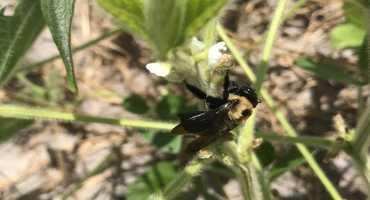 Being Near Pollinator Habitat Boosts Soybean Size