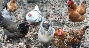 Michigan Identifies First Case of Highly Pathogenic Avian Influenza; Poultry and Bird Owners Urged to Increase Biosecurity Efforts