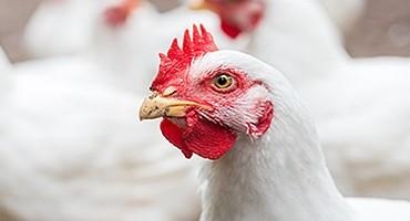 USDA Confirms Highly Pathogenic Avian Influenza in a Commercial Poultry Flock in Delaware