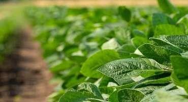 UMN Research Aids Response to Dicamba Challenges