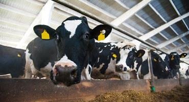 Dairy Cattle Code of Practice comment window closes