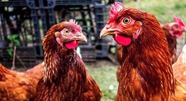 USDA Confirms Highly Pathogenic Avian Influenza in a Non-Commercial Backyard Flock (Non-Poultry) in Michigan