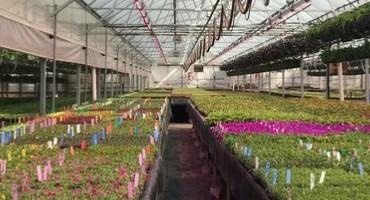 Greenhouse Disease and Insect Management Recommendations for 2022