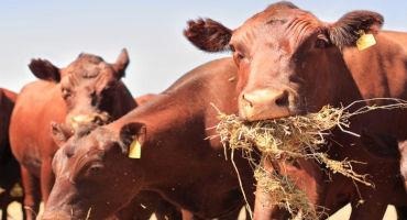 Pasture and Forage Minute: Making a Drought Plan, Monitoring Forage Nitrates