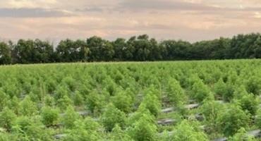 Hemp Farmers and Processors Have Been Talking in Circles, New Data Could Bridge the Gap