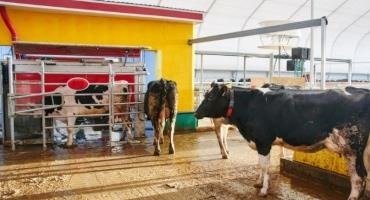 Promises and Potential of Automated Milking Systems