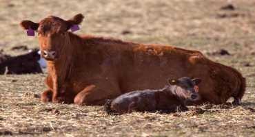 Preventing Dystocia Before Calving Season Starts