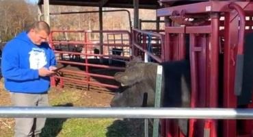 App to Extend University of Kentucky Beef Resources, Connect Farmers