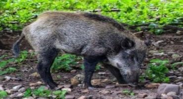 African Swine Fever Outbreak In Poland Found To Likely Influence Forest Dynamics For Many Years