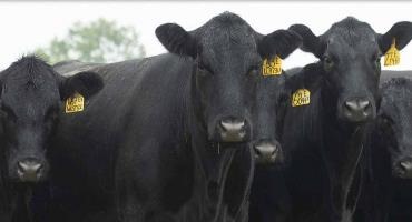 Beef Farmers of Ontario has new leadership