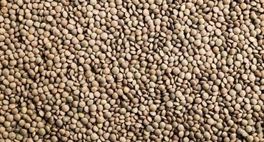 India removes tariffs on Canadian lentils