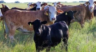 Breakthrough In Human Medicine Could Help Produce More Beef