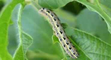 New Tech Fights Fall Armyworm by Letting Offspring Die