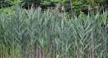 Study Uncovers Mystery of the Invasive Common Reed