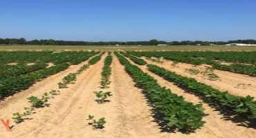 Nanotechnology Helps Soybean Growers and the Environment