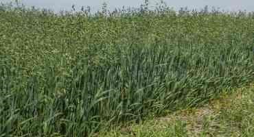 Planting Considerations for Oats in South Dakota