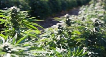 Floral Hemp: From the Field and Greenhouse to CBD