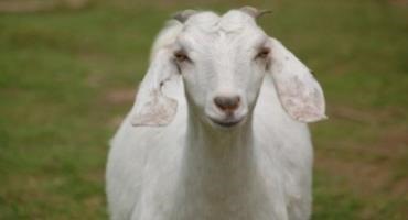 Nutrition Throughout Pregnancy for Meat Goat Does