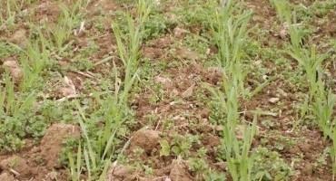 Wheat Herbicide Options and UAN Carrier Issues