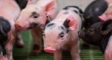 Iowa State University Veterinarians Investigating Unusual Bacterial Disease in Central Iowa Pigs